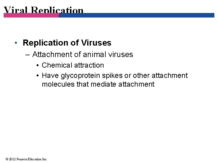 Viral Replication • Replication of Viruses – Attachment of animal viruses • Chemical attraction