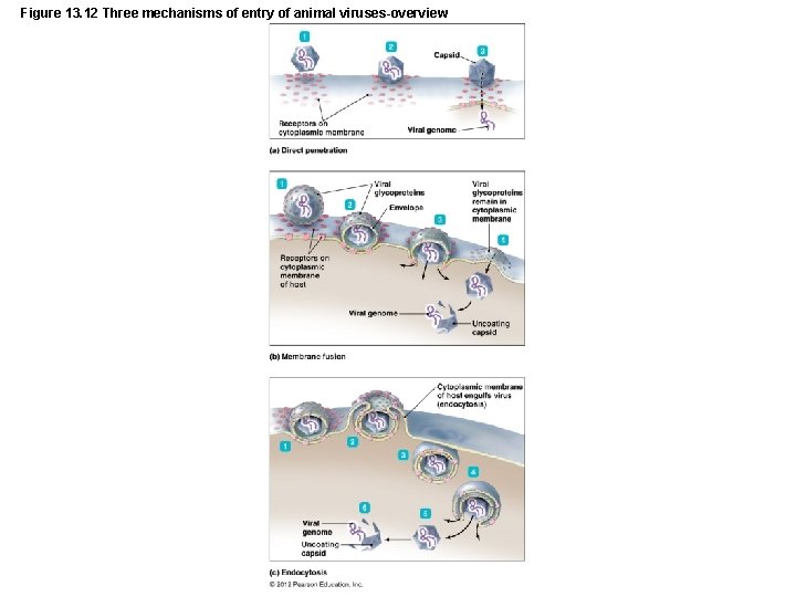 Figure 13. 12 Three mechanisms of entry of animal viruses-overview 