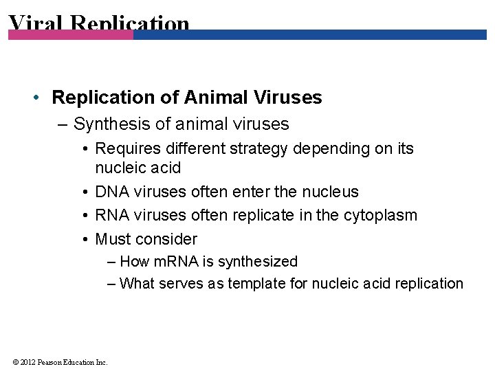 Viral Replication • Replication of Animal Viruses – Synthesis of animal viruses • Requires