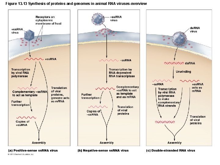 Figure 13. 13 Synthesis of proteins and genomes in animal RNA viruses-overview 