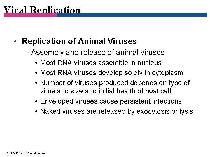 Viral Replication • Replication of Animal Viruses – Assembly and release of animal viruses