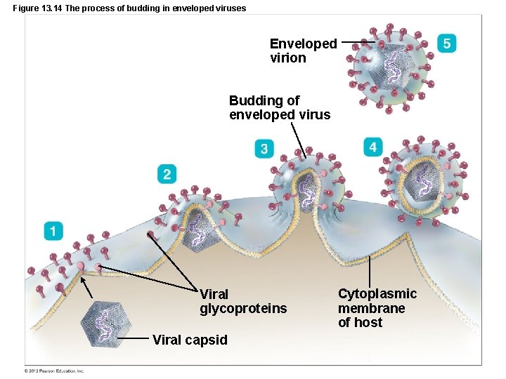 Figure 13. 14 The process of budding in enveloped viruses Enveloped virion Budding of