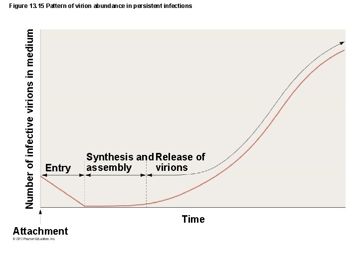 Number of infective virions in medium Figure 13. 15 Pattern of virion abundance in