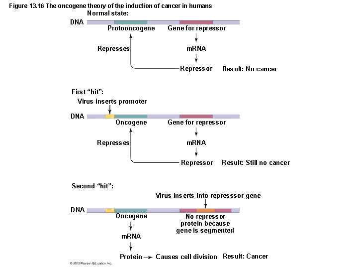 Figure 13. 16 The oncogene theory of the induction of cancer in humans Normal