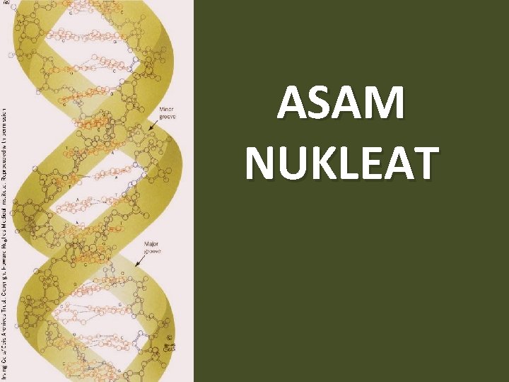 ASAM NUKLEAT 