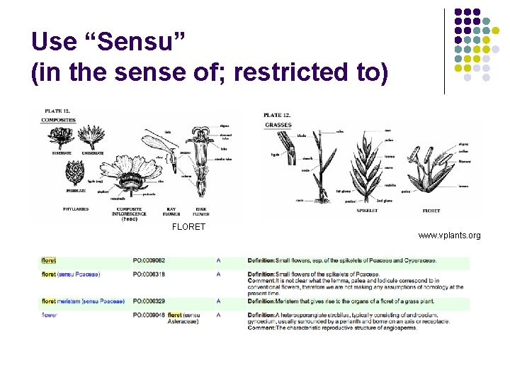 Use “Sensu” (in the sense of; restricted to) FLORET www. vplants. org 