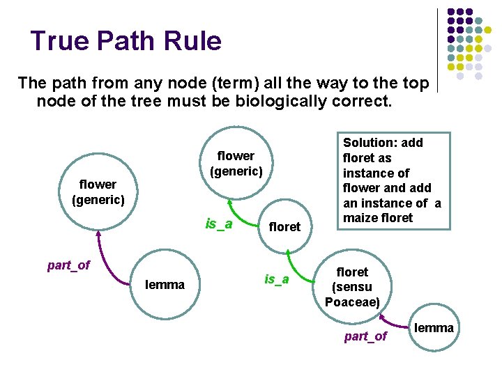 True Path Rule The path from any node (term) all the way to the