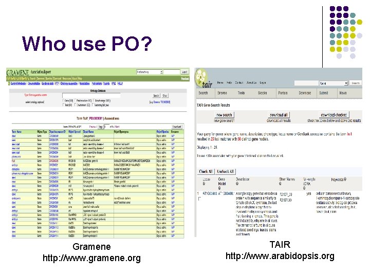 Who use PO? Gramene http: //www. gramene. org TAIR http: //www. arabidopsis. org 