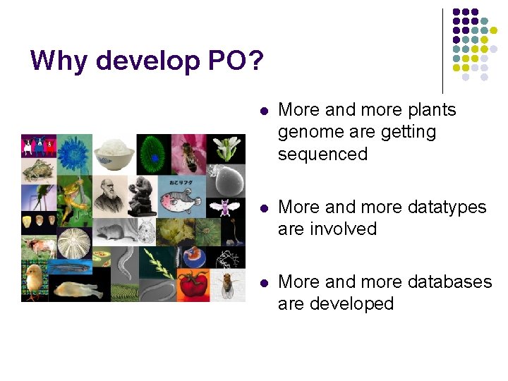 Why develop PO? l More and more plants genome are getting sequenced l More