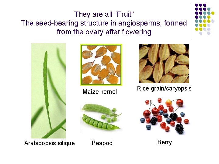 They are all “Fruit” The seed-bearing structure in angiosperms, formed from the ovary after