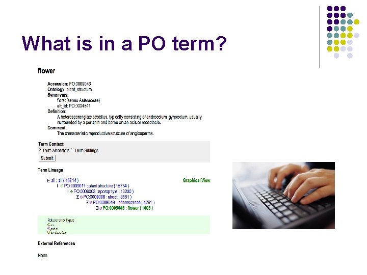 What is in a PO term? 
