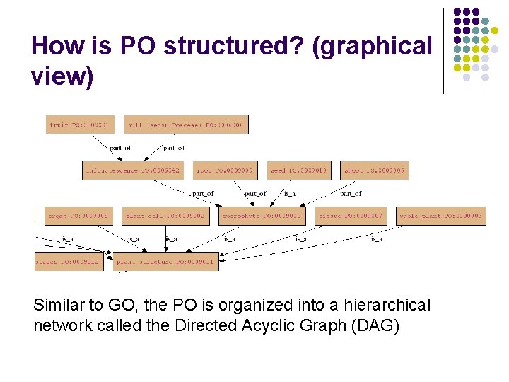 How is PO structured? (graphical view) Similar to GO, the PO is organized into