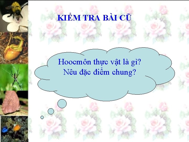 KIỂM TRA BÀI CŨ Hoocmôn thực vật là gì? Nêu đặc điểm chung? 