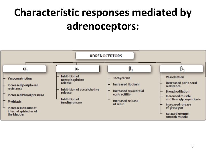 Characteristic responses mediated by adrenoceptors: 12 