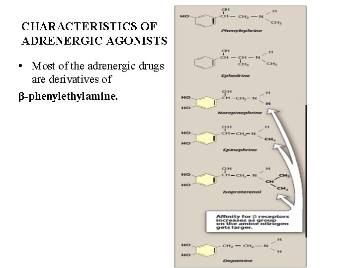 CHARACTERISTICS OF ADRENERGIC AGONISTS • Most of the adrenergic drugs are derivatives of β-phenylethylamine.