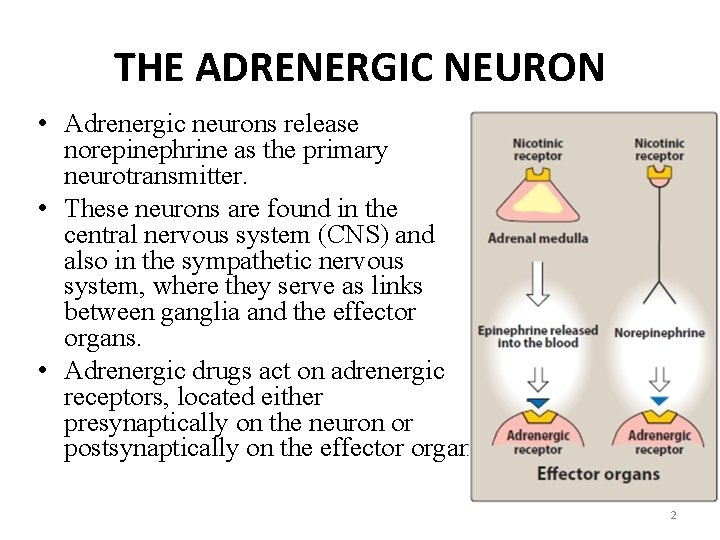 THE ADRENERGIC NEURON • Adrenergic neurons release norepinephrine as the primary neurotransmitter. • These