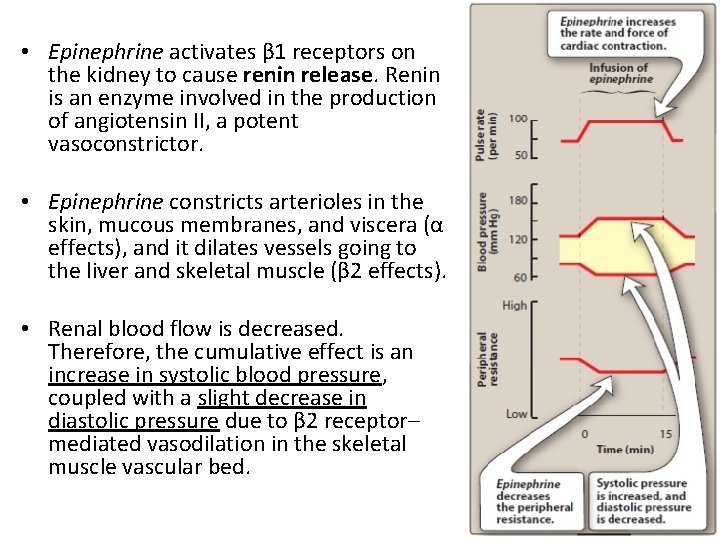  • Epinephrine activates β 1 receptors on the kidney to cause renin release.