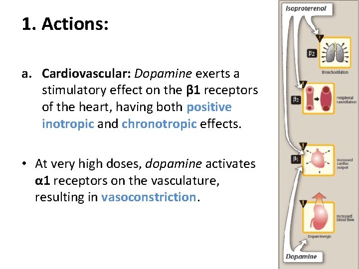 1. Actions: a. Cardiovascular: Dopamine exerts a stimulatory effect on the β 1 receptors