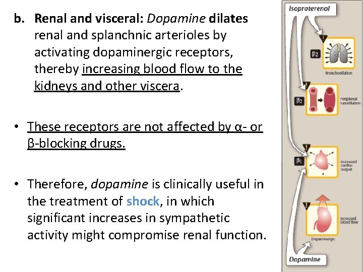 b. Renal and visceral: Dopamine dilates renal and splanchnic arterioles by activating dopaminergic receptors,