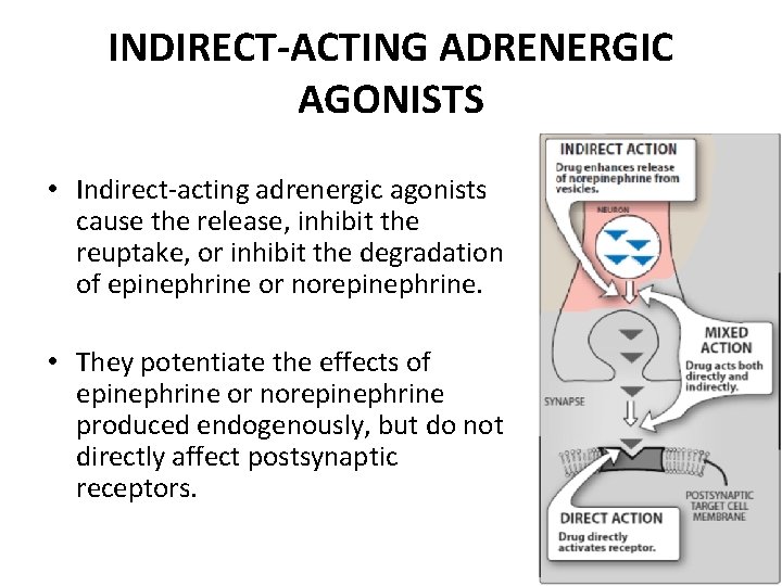 INDIRECT-ACTING ADRENERGIC AGONISTS • Indirect-acting adrenergic agonists cause the release, inhibit the reuptake, or