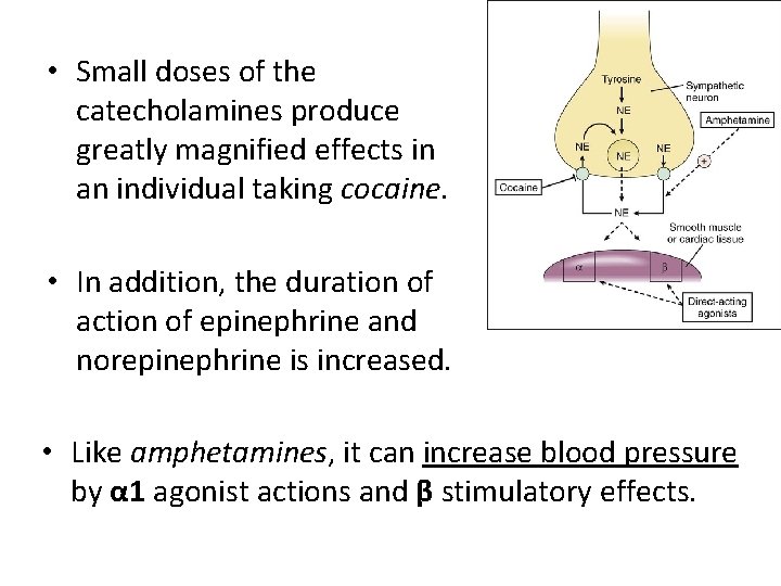  • Small doses of the catecholamines produce greatly magnified effects in an individual