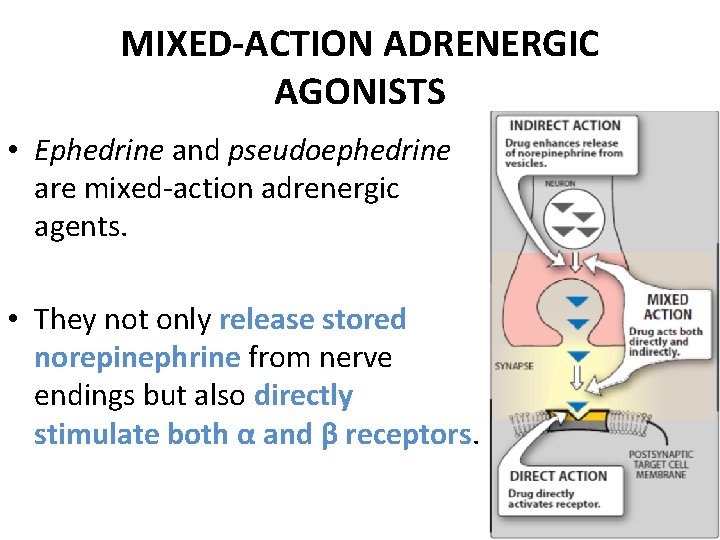 MIXED-ACTION ADRENERGIC AGONISTS • Ephedrine and pseudoephedrine are mixed-action adrenergic agents. • They not