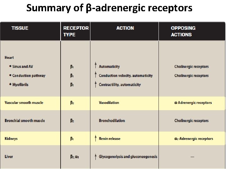 Summary of β-adrenergic receptors 