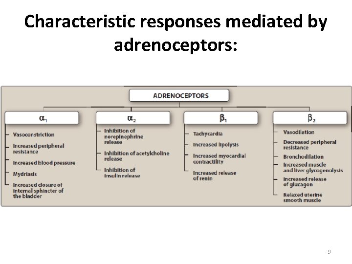 Characteristic responses mediated by adrenoceptors: 9 