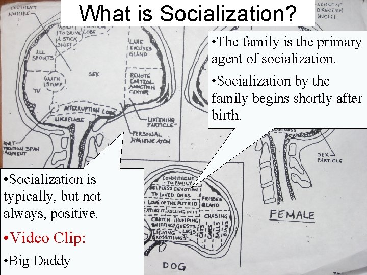 What is Socialization? • The family is the primary agent of socialization. • Socialization