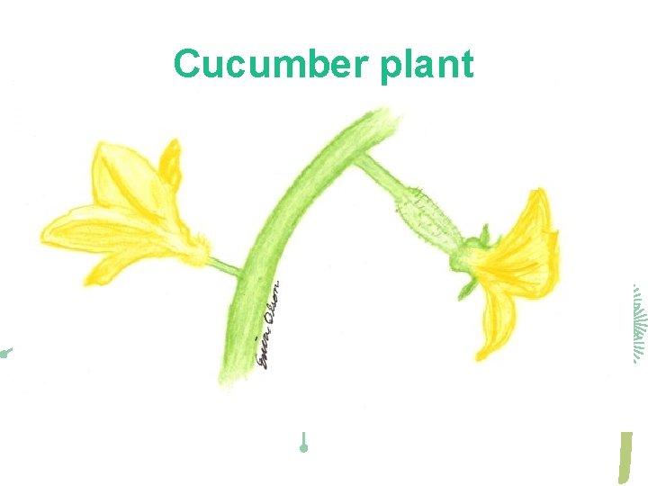 Cucumber plant 