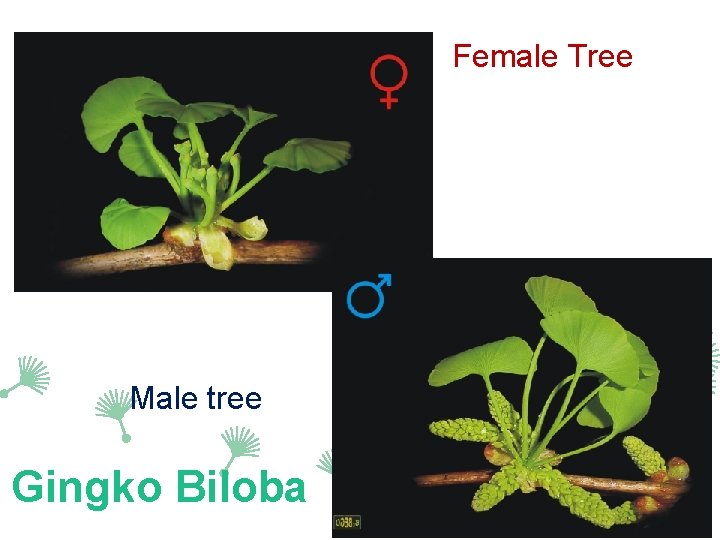Female Tree Male tree Gingko Biloba 