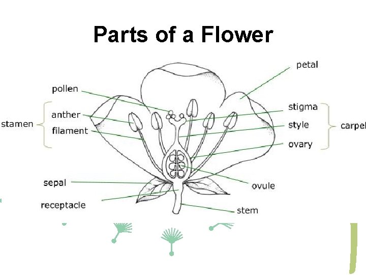 Parts of a Flower 