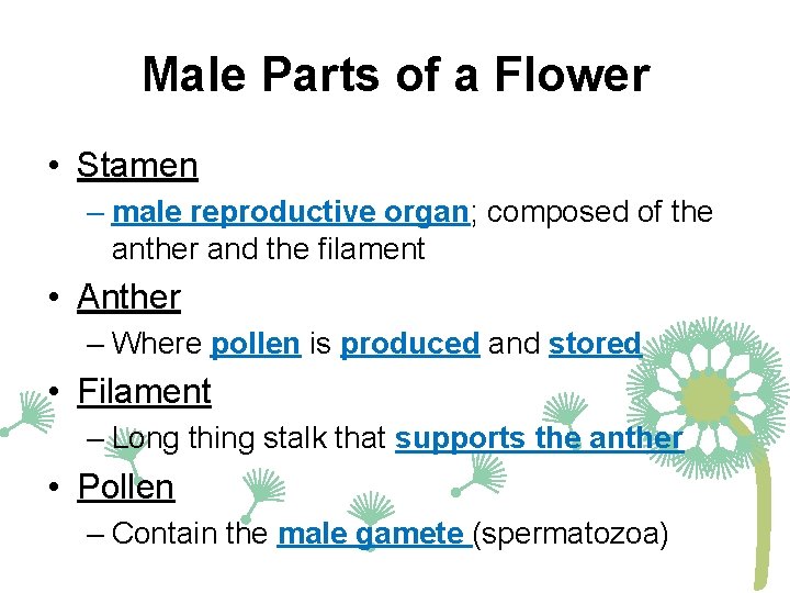 Male Parts of a Flower • Stamen – male reproductive organ; composed of the