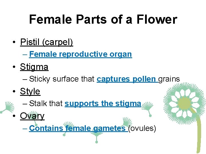 Female Parts of a Flower • Pistil (carpel) – Female reproductive organ • Stigma