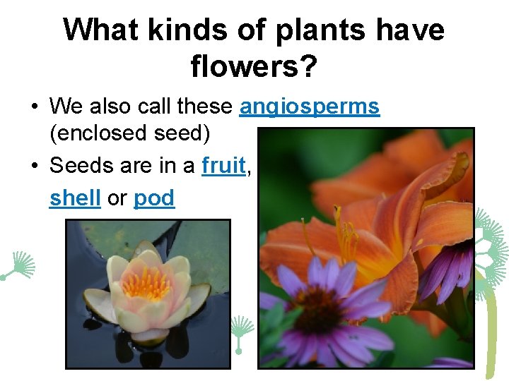 What kinds of plants have flowers? • We also call these angiosperms (enclosed seed)
