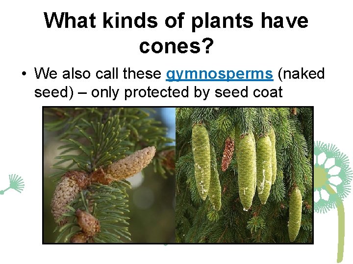 What kinds of plants have cones? • We also call these gymnosperms (naked seed)
