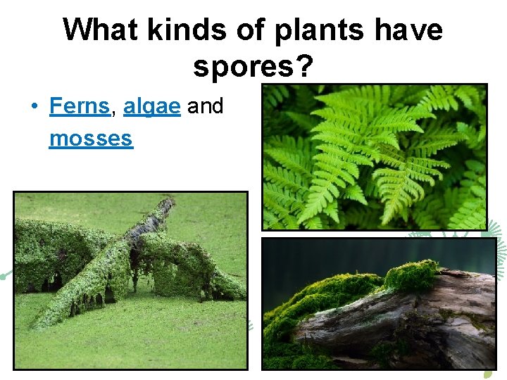 What kinds of plants have spores? • Ferns, algae and mosses 