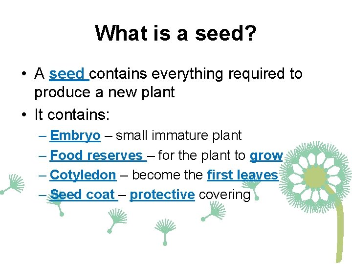 What is a seed? • A seed contains everything required to produce a new