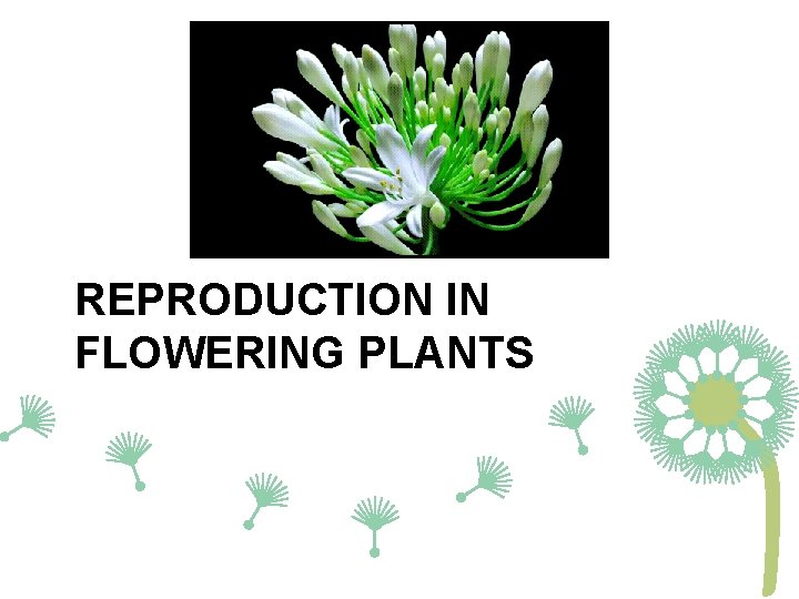 REPRODUCTION IN FLOWERING PLANTS 