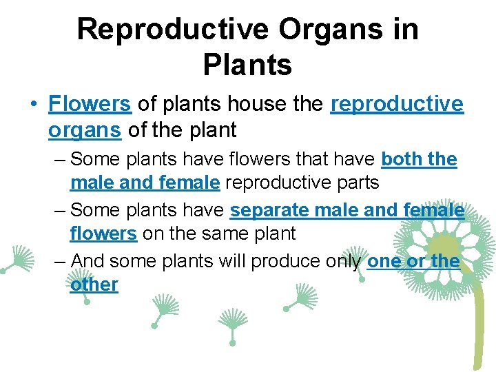 Reproductive Organs in Plants • Flowers of plants house the reproductive organs of the