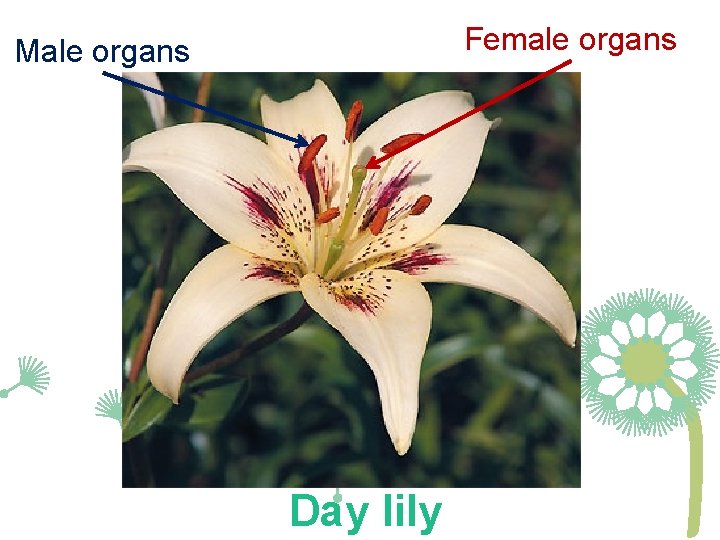 Female organs Male organs Day lily 
