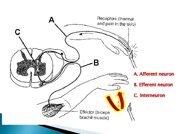A. Afferent neuron B. Efferent neuron C. Interneuron 