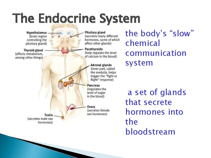 The Endocrine System the body’s “slow” chemical communication system a set of glands that