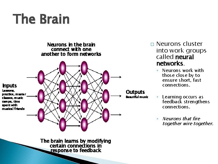 The Brain Neurons in the brain connect with one another to form networks Inputs