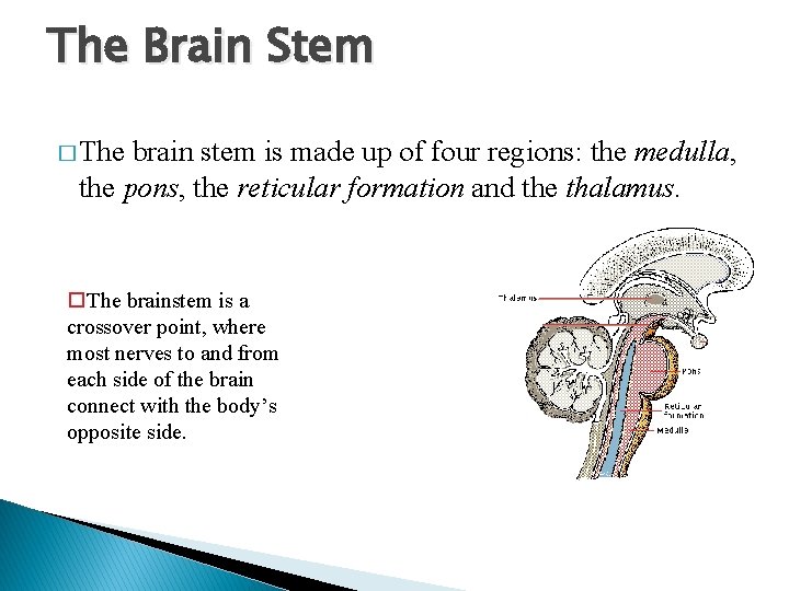 The Brain Stem � The brain stem is made up of four regions: the