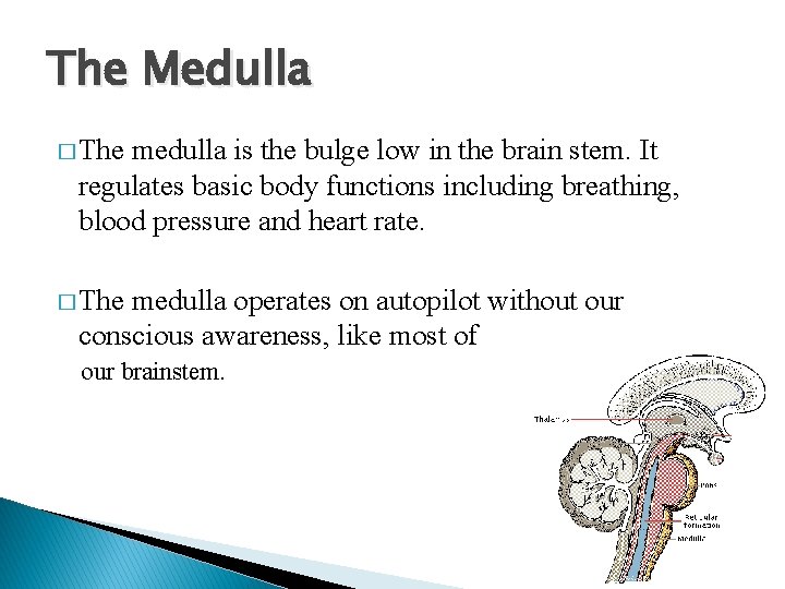 The Medulla � The medulla is the bulge low in the brain stem. It