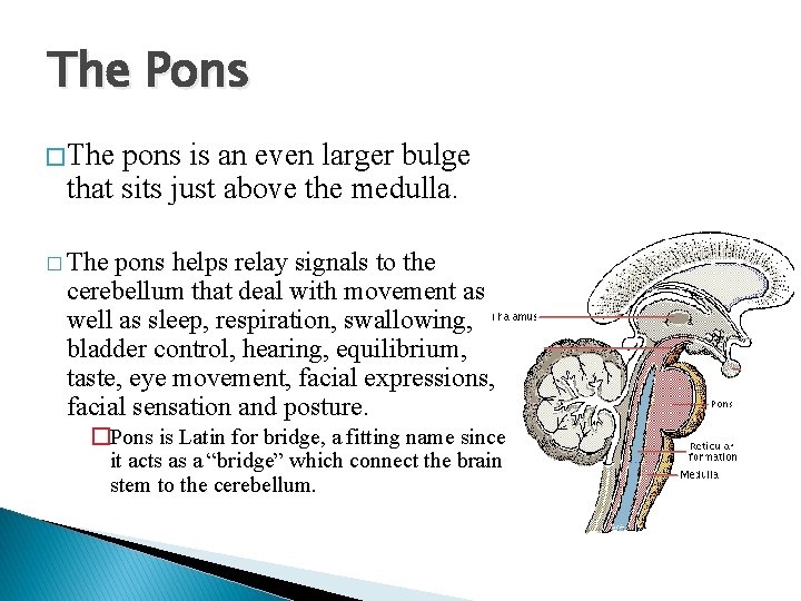 The Pons � The pons is an even larger bulge that sits just above