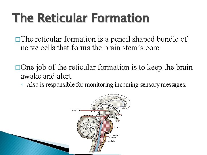 The Reticular Formation � The reticular formation is a pencil shaped bundle of nerve