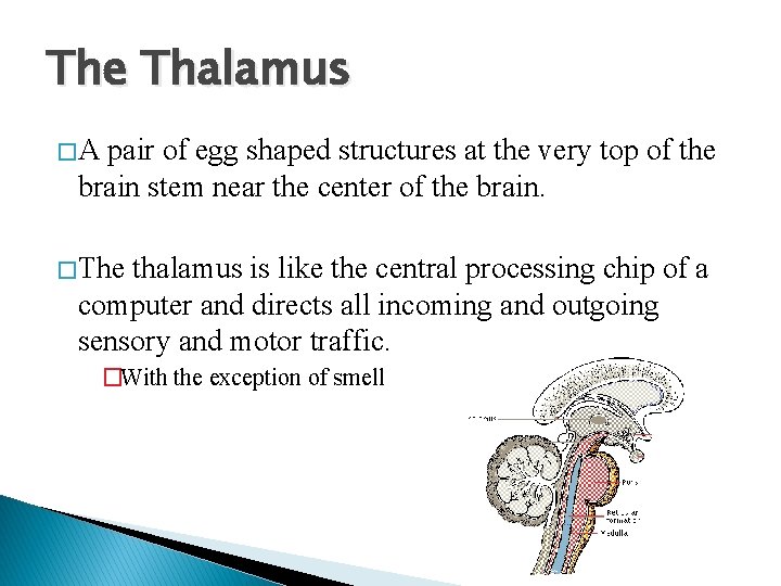 The Thalamus �A pair of egg shaped structures at the very top of the