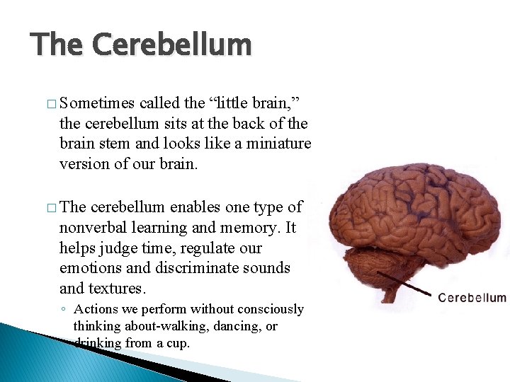 The Cerebellum � Sometimes called the “little brain, ” the cerebellum sits at the